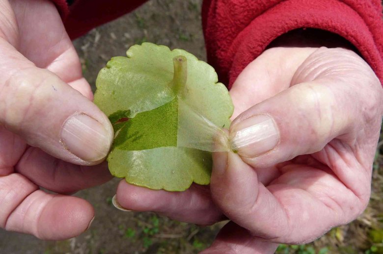 image Accs_Flora_base.jpg (0.1MB)
Lien vers: FloraBase