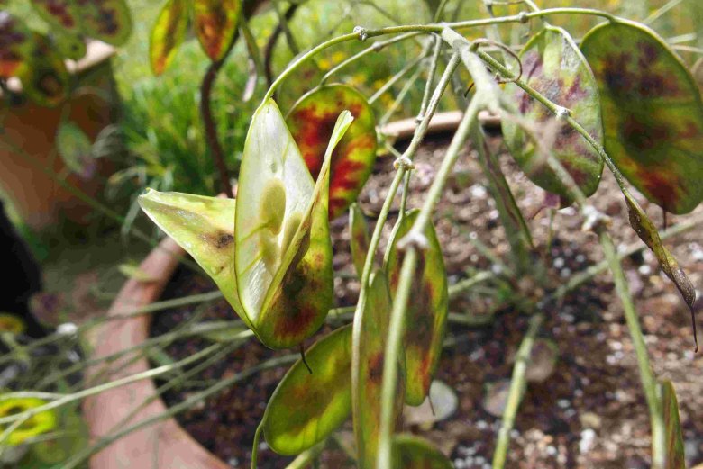 image Adhsion_et_dons.jpg (0.2MB)
Lien vers: AdhesionDons